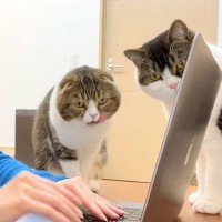 ママがリモート会議を始めたら、２匹のネコが画面の前に来て…羨ましくてたまらない『いつもの風景』が19万再生「癒されて仕事が捗りそう」