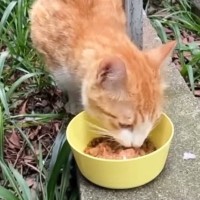 ガリガリの母猫が連れてきてくれた子猫たちを保護→立派に成長して…幸せあふれる結末に感動の声「見つけてもらえて良かった」「ずっと一緒だね」