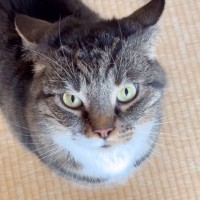 『ブラッシングしただけなのに…』ジリジリと追いつめてくる猫が可愛すぎると23万再生「許さないって感じｗ」「耳が物語ってるｗ」