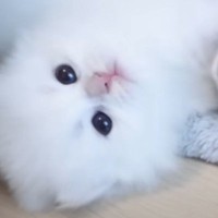 お産箱から出た『ヨチヨチ歩きの赤ちゃん白猫』→部屋を探索していたら…予想外の展開に悶絶する人が続出「可愛すぎる」「思わず笑顔になった」