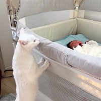 ベビーベッドで泣いている赤ちゃん→白猫が立ち上がって…あまりにも尊い『愛を感じる光景』に1万いいね「いいお姉ちゃんになる」「優しいね」