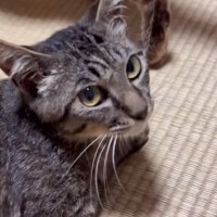 『ずっと寝たきりの状態だった保護猫』が、突然……思わず目を疑った『まさかの瞬間』に感動の声続出「涙がでた」「奇跡は起きるんだね」