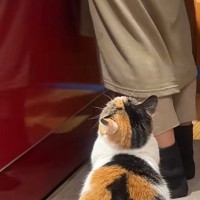 大好きなママに構ってほしくて『必死にアピールする三毛猫』…あまりにも可愛すぎる光景が75万再生「まーまって言ってるｗ」「羨ましい」