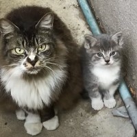 『うちの子をお願いします』人間に子猫を託しに来た母猫…信じられない感動の出来事が1296万再生「涙が出てきた」「母の表情が泣ける」