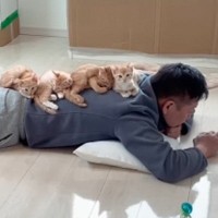 『茶トラの子猫4兄妹は俺がほぼ育てた』と豪語するパパ→子育ての様子を見てみると…まさかの光景が61万再生「もうママｗ」「なんて羨ましい」