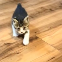子猫の頃は呼ぶと走ってやってきてくれた猫→成長した結果…思わずニヤけるビフォーアフターが10万再生「反抗期の子どもｗ」「立派に育ったね」