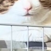 保護猫をお迎えして1日目→表情を見てみたら…ずっと前からいました感のある『まさかの光景』が50万再生「ほとけみたいｗ」「10年目の貫禄」
