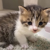 野良の親子猫を保護したら翌日→思わず嬉しくなる"出来事"が……117万再生突破の光景に「なんて素敵」「涙が出るくらい感動した」の声