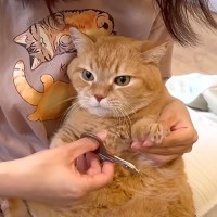 『爪切り大嫌いなネコ』→突然抵抗しなくなったと思ったら…思わず笑ってしまう『まさかの必殺ワザ』に「定期的に見たい」「ネーミング草」