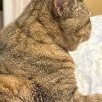 座っている猫の『背中』を見ると……飼い主さんが思わず爆笑した『まさかすぎる光景』に4万いいね「いい背もたれあったわ感ｗ」「笑った」