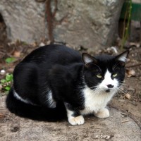 「テキサス州の大洪水」から400匹ものペットを救出　無事飼い主の元に戻れた猫も　米国