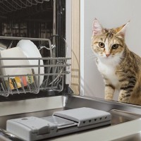 猫が真夜中にドアを叩き、危険を知らせた！火災を未然に防ぎ、家族を救った「英雄猫」