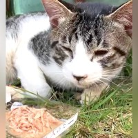 弱りすぎて『ご飯も食べられない子猫』を保護→よく似たもう１匹の猫と会わせてみたら…『まさかの展開』が41万再生「泣きそう」と感動の声