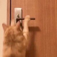 疲れて横になっていた飼い主さん→猫に癒してもらおうと思ったら…予想外の行動に涙が止まらないと28万再生「すごい特技ｗ」「笑っちゃった」