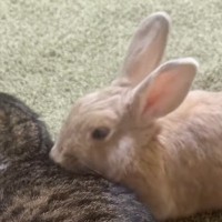「可愛すぎて倒れるかと思った」くつろいでいる猫にそっと近づいてきたウサギ→次の瞬間…信じられないほど尊い光景が19万再生「たまらん」