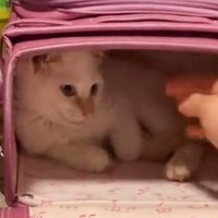 学校の準備をしたい女の子→『ランドセルの中にいる猫』を出そうとしたら…予想外の行動が可愛すぎると37万再生「めっちゃ笑った」「癒された」