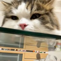 ガラステーブルの上で寝そべっている猫→『下』から覗いてみたら…とんでもなく可愛い光景が186万再生「毛がハート型に見える」「ご褒美ぃぃぃ」
