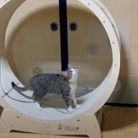 猫の誕生日に『キャットホイール』をあげてみたら…思わず笑みがこぼれる光景が82万再生「めっちゃほっこりしたｗ」「いい運動になるねｗ」