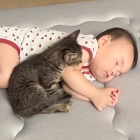 近くにやって来た小さな子猫に……生後8か月の赤ちゃんがとった『驚くべき行動』が217万再生「幸せすぎる」「尊くて泣けた」と大反響