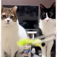「なんでｗｗ」夢中になってレタスを追っていた2匹の猫→箸を止めた次の瞬間…『衝撃の行動』に爆笑の声続出「状況理解できてなさそうｗ」