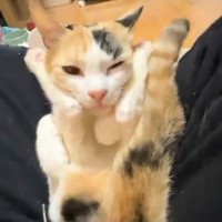 存在が珍しい『オス三毛猫』→飼い主さんに甘える瞬間を見てみると…想像を超える『とんでもない動き』に8万いいね「知恵の輪ｗ」「絡まってるｗ」