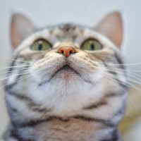 猫の『嗅覚』は人間の何倍もすごかった！驚きの能力にまつわる3つの秘密