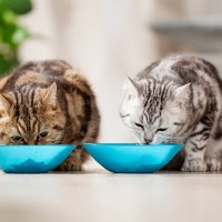猫のご飯、『ずっと一緒』はダメ？キャットフードを切り替えるべき3つのタイミングと、上手な替え方
