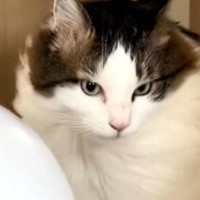 サーキュレーターに夢中になっている猫…至近距離で風を受け続ける『まさかの光景』に爆笑「CMに出てきそうｗ」「YO！SAY夏が」と3万いいね