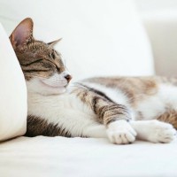 愛猫が『完全に野生を忘れている』と思う瞬間4選　警戒心ゼロの無防備な姿はイエネコならでは？