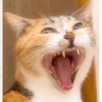 大きなあくびをしている猫を撮っていたら、一瞬で……予想外の『変化』に爆笑する人が続出「切り替えが早いｗ」「思った以上に一瞬だったｗ」