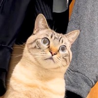 くつろいでいた猫の表情が……悟りを開いたかのような『まさかの様子』に爆笑の声が続出「前世の記憶が蘇ってきたネコ」「ログアウトしてて草」