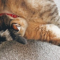 猫がとんでもない体勢で……撮らずにはいられなかった『まさかの光景』に8万いいね「Y字？での毛繕いｗ」「声だして笑ったｗ」と爆笑の声