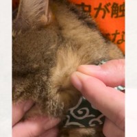猫の毛がたくさん抜ける時期→飼い主さんが引っ張ってみると…中毒性ありすぎる『たまらない瞬間』が300万再生「シュボッｗ」「びっくりｗ」