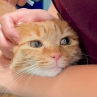 動物病院に猫を連れてきた飼い主さん→獣医に名前の由来を聞かれて…診察室大盛り上がりの『回答』が78万再生「確かに」「本当にかわいい」