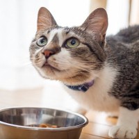 猫の健康な体作りに欠かせない『栄養素』4選　足りないとどうなる？