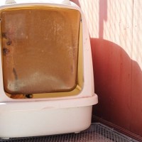 猫のトイレを『絶対に置いてはいけない場所』5選とその理由　病気や粗相の原因に？