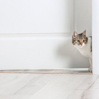 猫が『分離不安症』になっている6つの兆候　考えられる原因や対処法も