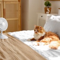 猫が体調を崩しかねない『危険な暑さ対策』4選　猫が安全に過ごせる夏の環境作りのポイントも