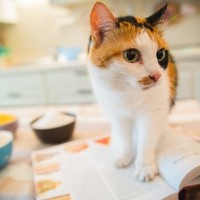 猫に『小麦粉を使った食べ物』を与えても大丈夫？5つの製品別に解説