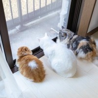 猫は『ベランダ』に出してはダメ？できれば避けたほうがいい3つの理由