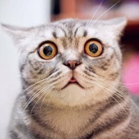 猫が『パニックに陥りやすい』4つのシチュエーション　それぞれの対処法も