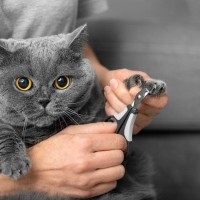 猫の『爪』が伸びっぱなしは危険！爪切りをきちんとしなくてはいけない4つの理由
