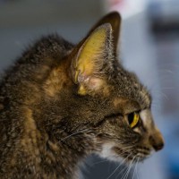 猫には危険な『肝リピドーシス』最悪死に至る肝疾患、気になる症状や原因を解説