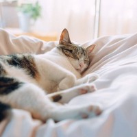 猫の『常同行動』は見逃し厳禁なストレスサイン！代表的な6つの症状や対処法などを解説