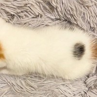 眠っている赤ちゃん猫の横に『iPhone』を置いてみたら…まさかのサイズが可愛すぎると4万8000いいね「変な声でそうになった」「天使」