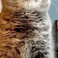 何かを見つめる猫→よく見てみたら、『おヒゲ』が……凄いことになっている様子に3万いいねの反響「花火でかわいい」「静電気みたいｗ」