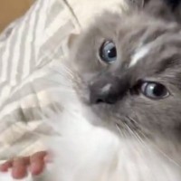 3年以上いっしょに暮らしている飼い主には塩対応な猫→たまに来る代理飼い主には…まさかの反応に「完全に愛し合ってる」「大好きが伝わる」の声