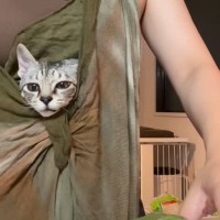 料理中のママと一緒にいたい子猫→『抱っこ紐』に入れてみると…思わず二度見の『可愛すぎる光景』が43万再生「変な声出た」「羨ましい」