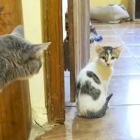 元野良の親子ネコが『家の中で暮らし始めた』結果→先住ネコたちが…心あたたまる『素敵な展開』に「みんなと仲良くできそう」「安心した」と反響