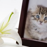 亡くした愛猫を“お迎え”したい…猫のための『お盆』にできるつのこと